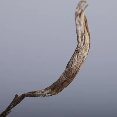 老同志  深山老树 普洱茶 生茶 2019年/500克/饼 图3