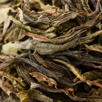 【有货啦,买一送一】昔归古树黄金叶 老黄片 香扬水甜 300克/份 普洱茶生茶散茶 2023年 图2