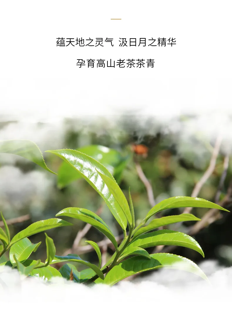 老8