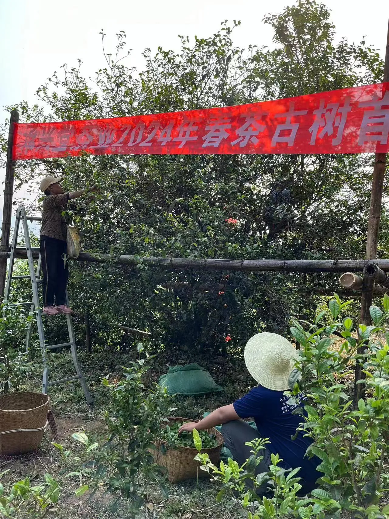 微信图片_20240618210317 2024061809033170385